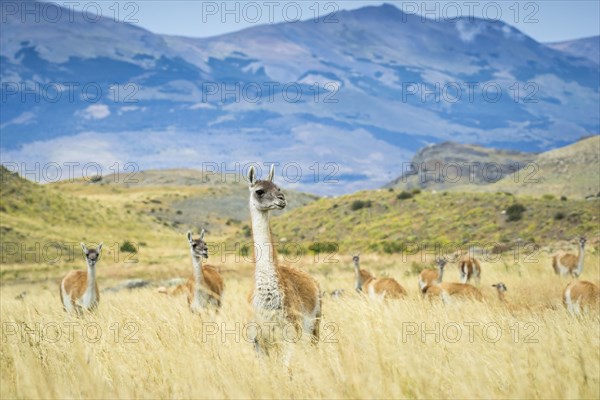 Guanacos