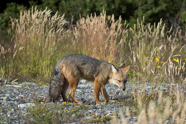 Andean fox