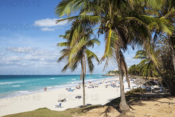 Beach and Coconut palms