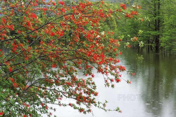 Chilean firebush or Notro