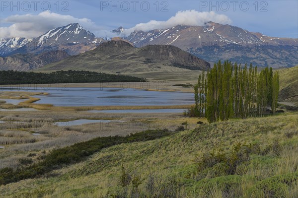 Poplar trees in front of the Andes