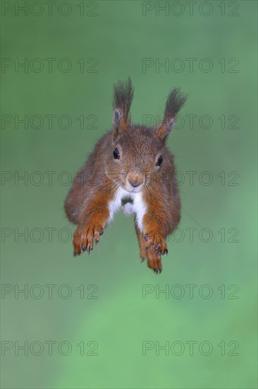 Eurasian red squirrel