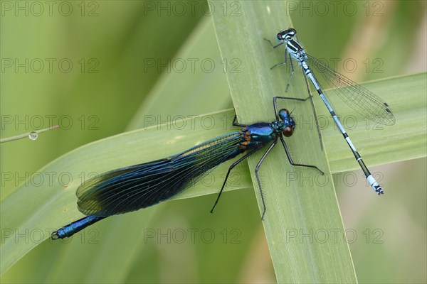 Banded demoiselle