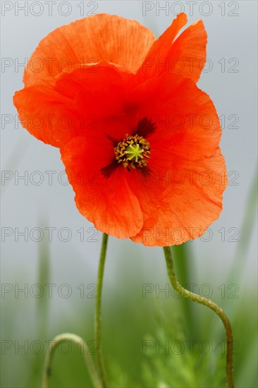 Seed poppy