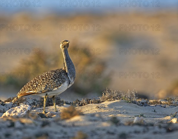 Houbara bustardmales