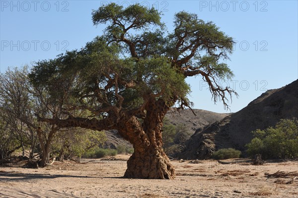 Ancient tree in the Aba Huab riverbed