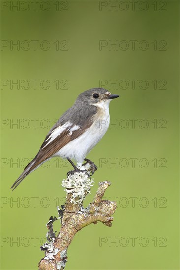 European Pied Flycatcher