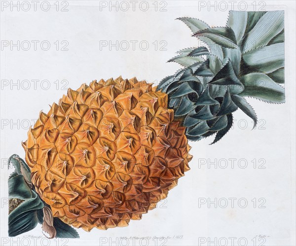 Pineapple Fruit