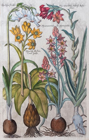 Hyacinths