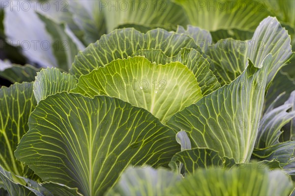 White cabbage