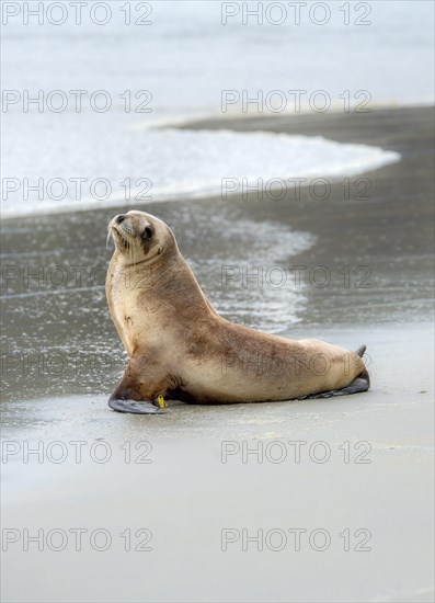 New Zealand sea lion