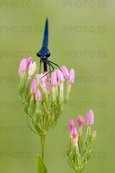 Beautiful demoiselle