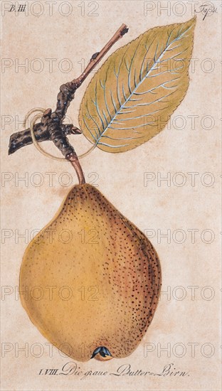 Pears