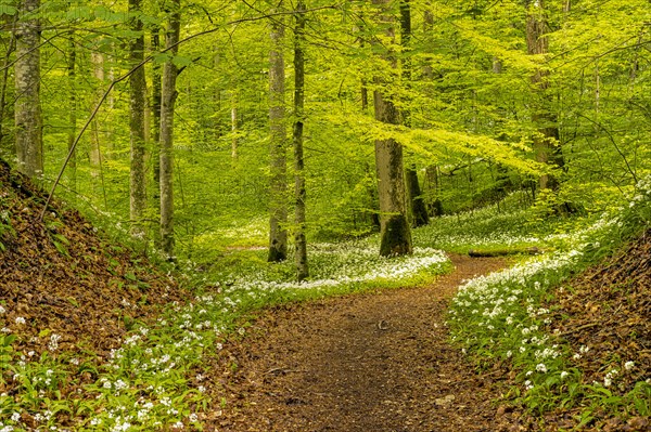 Hiking trail through Common beeches forest