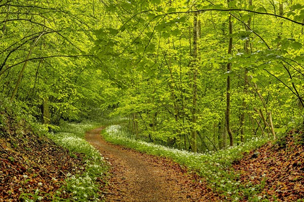 Hiking trail through Common beeches forest