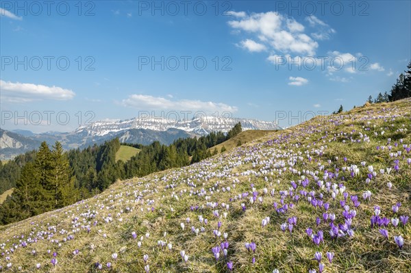 Meadow with flowering purple Crocus