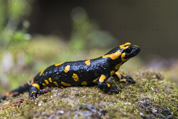 Fire salamander