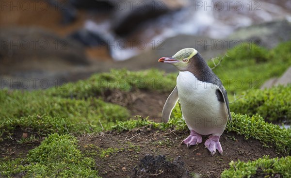 Yellow-eyed penguin