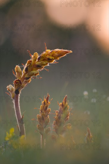 Blooming Broomrape