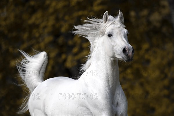 Thoroughbred Arabian grey stallion