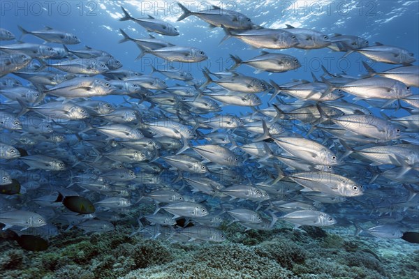 Swarm of fish Bigeye trevallies