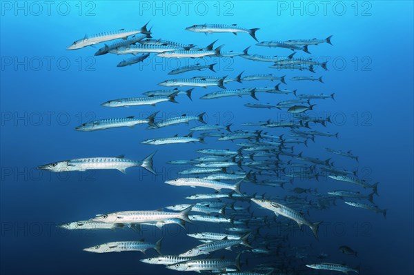 Swarm of fish Blackfin barracudas