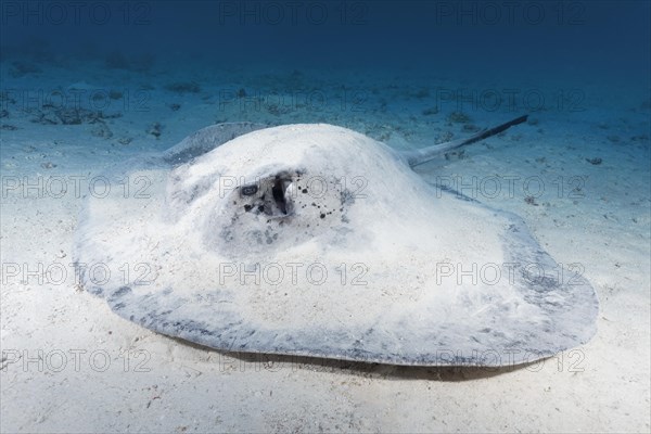 Blackspotted stingray or