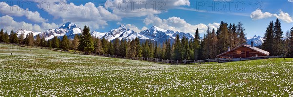 Maiensaess with flowering crocuses