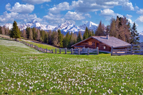 Maiensaess with flowering crocuses