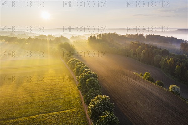 Cultural landscape with fog in morning light