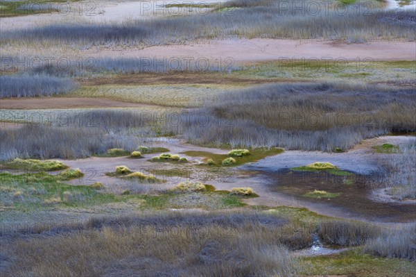Laguna with marsh grass