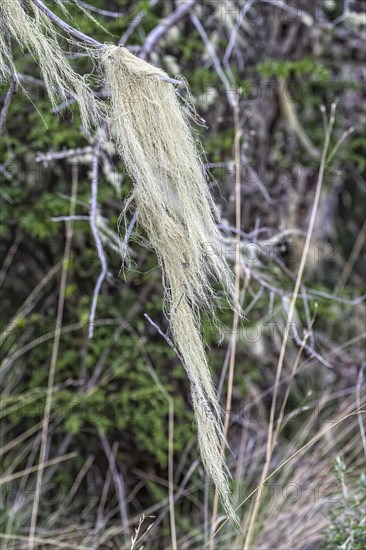 Old Men's Beard lichen