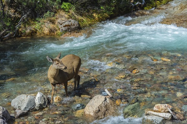 Female South Andean Deer