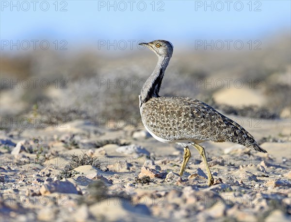 Houbara bustardmales