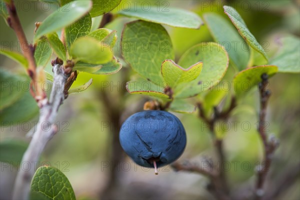 Ripe blueberry