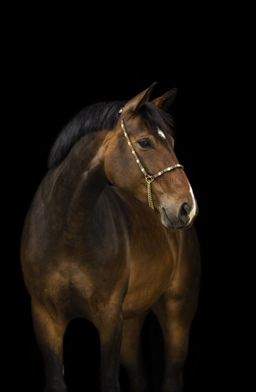 Portrait of a brown Holstein mare with halter in front of a black background