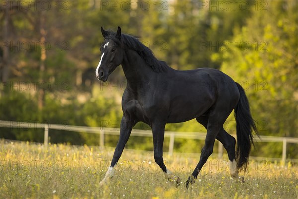 Warmblood black gelding at the trot on pasture