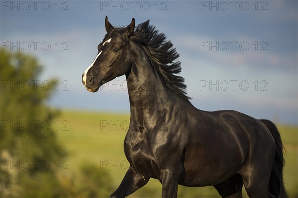 Warmblood gelding black black in portrait on the pasture