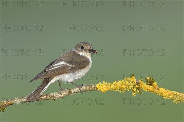 European Pied Flycatcher