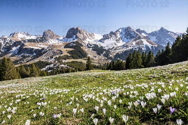 Blossoming crocus meadow near Gurnigelpass