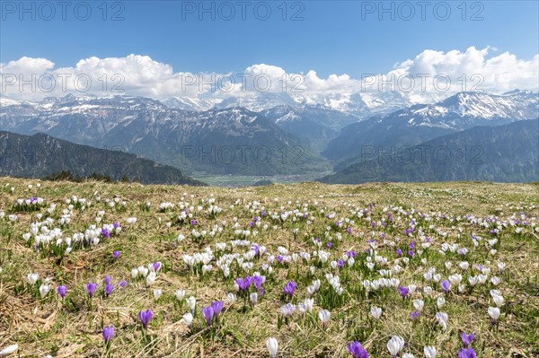 Crocus meadow near Beatenberg am Niederhorn