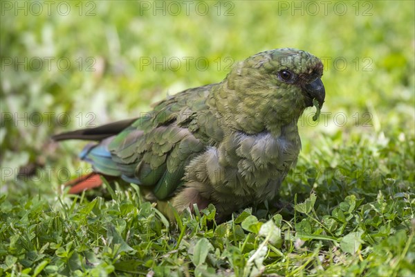 Austral parakeet