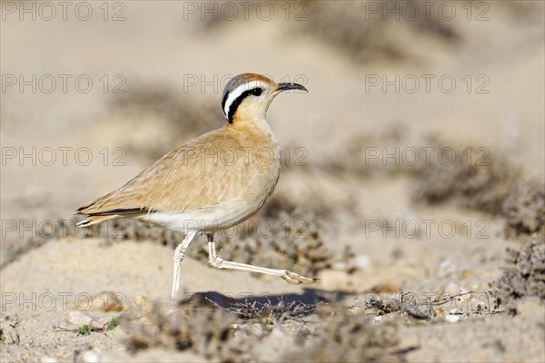 Racing bird