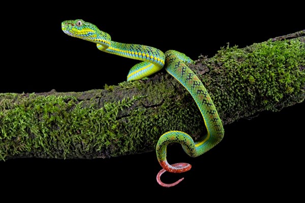 Palawan pit viper