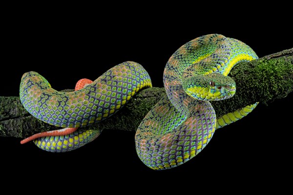 Palawan pit viper