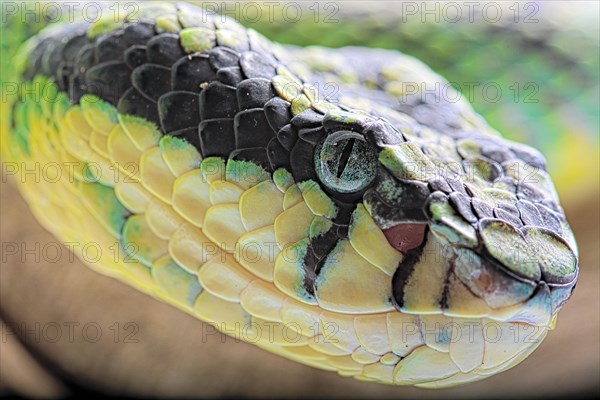 Sri Lankan green pitviper