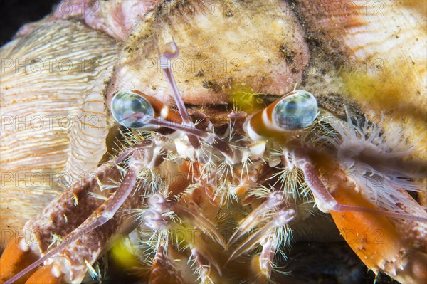 Portrait of Anemone Hermit Crab