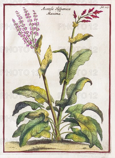 Common sorrel