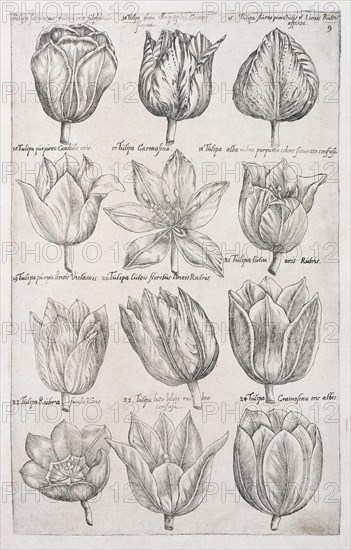 Tulips