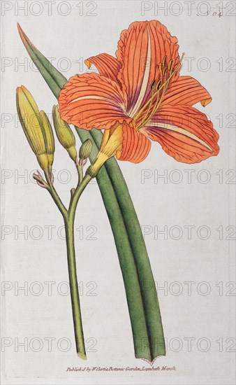 Orange day-lily